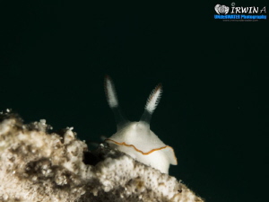 H E L L O 
Redang Island, Malaysia. 
Nudibranch ( Preci... by Irwin Ang 